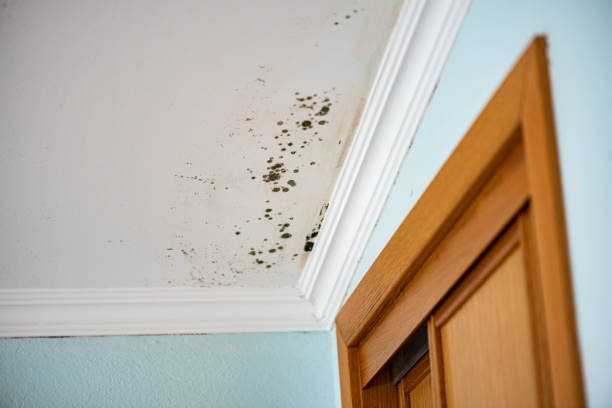 Tano Road, NM Mold Removal Company