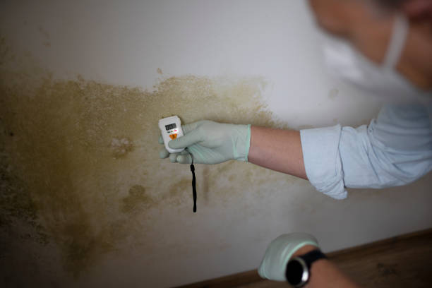 Best Toxic Mold Removal  in Tano Road, NM